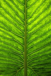 开云体育app官网下载地址-今晚就到！罗马诺独家照片：塞斯科与经纪人已飞往曼彻斯特，罗马诺是谁